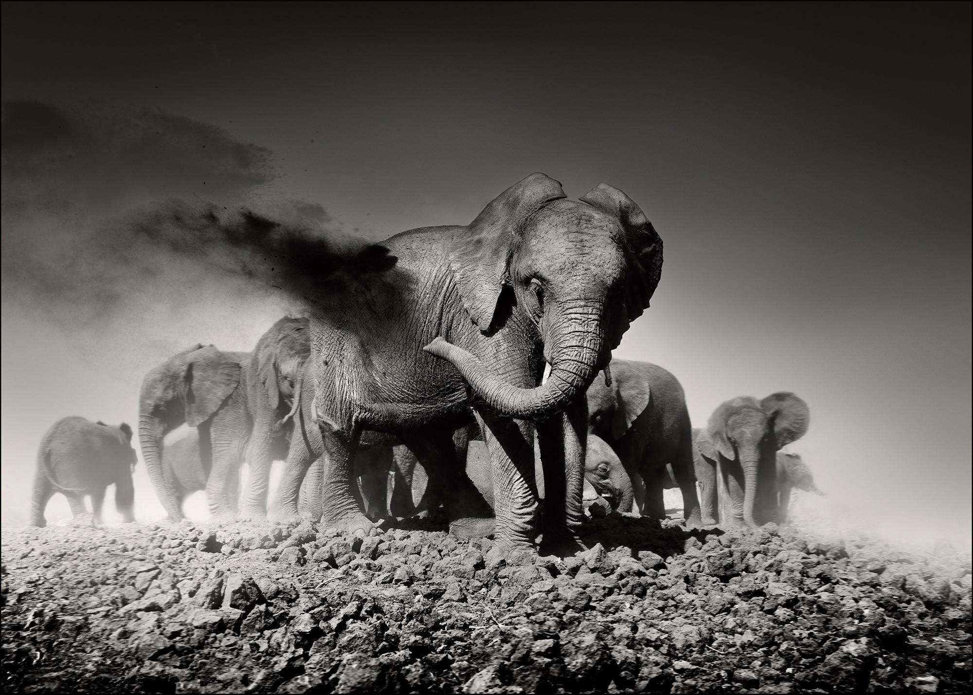 Joachim Schmeisser Portrait Photograph - Earth I, animal, wildlife, black and white photography, elephant, africa