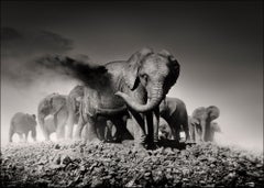 Earth I, animal, wildlife, black and white photography, elephant, africa