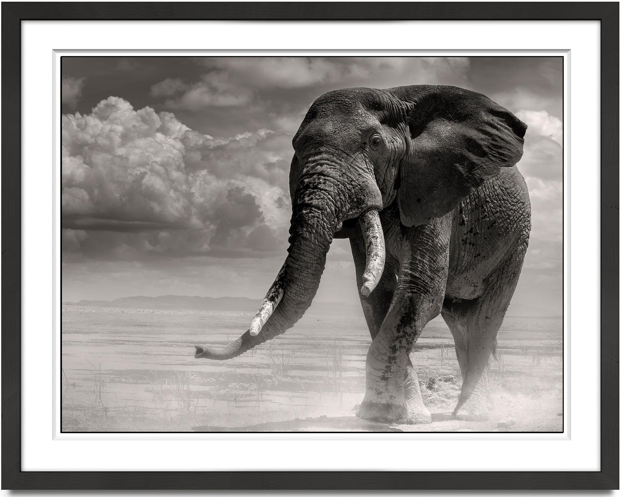 Elephant bull coming out of the marsh, black and white photography, animal - Photograph by Joachim Schmeisser
