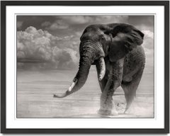 Toro elefante saliendo del pantano, fotografía en blanco y negro, animal