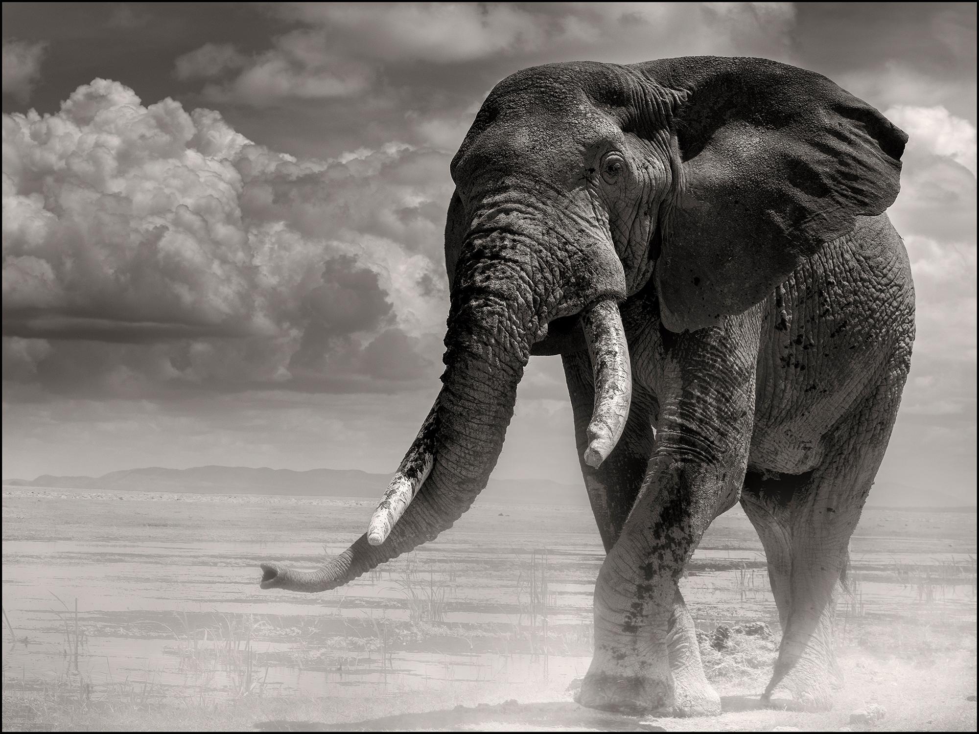 Joachim Schmeisser Black and White Photograph - Elephant bull coming out of the marsh, animal, black and white photography