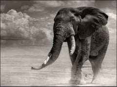 Elephant bull coming out of the marsh, animal, black and white photography