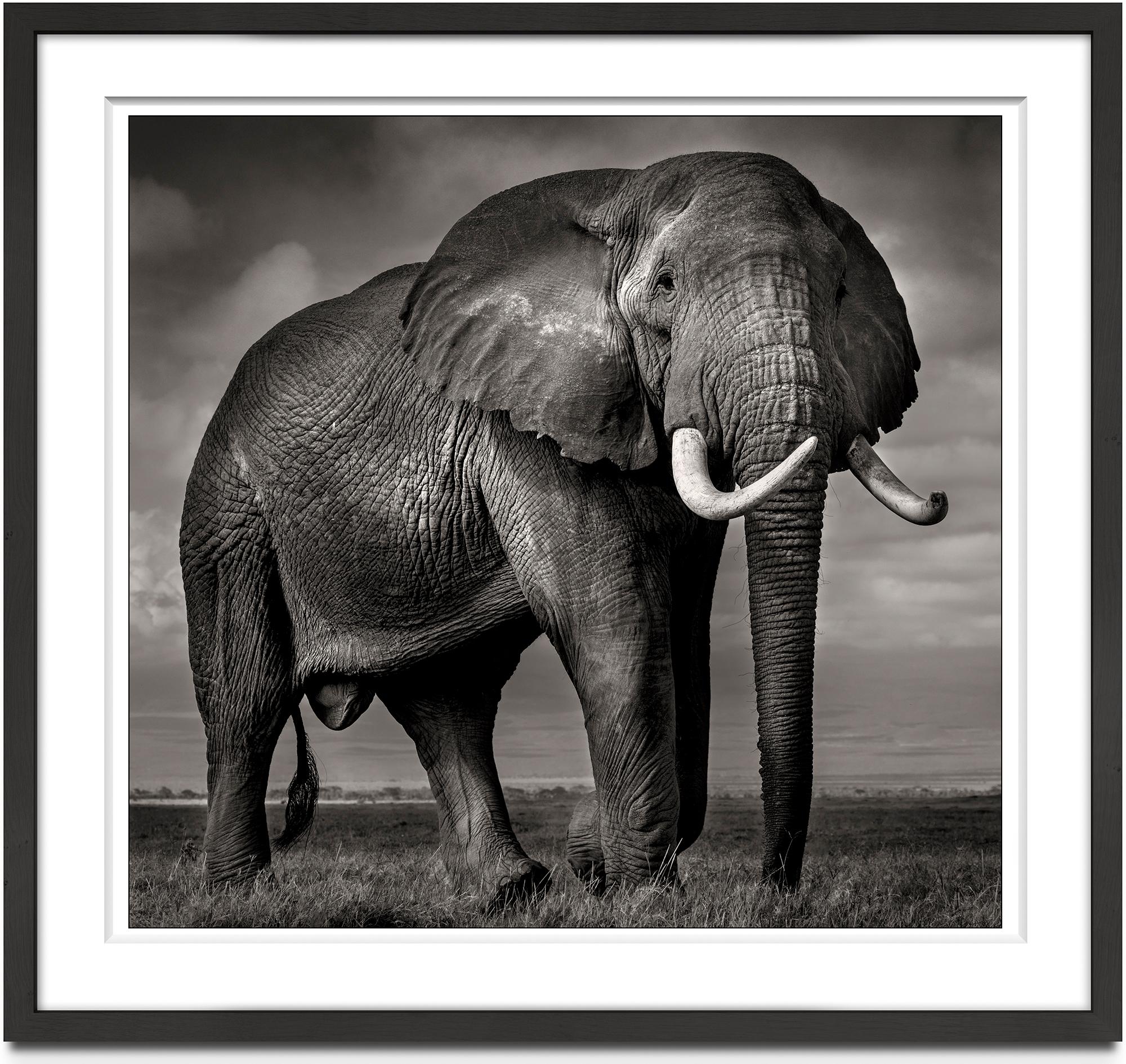Elephant bull in Amboseli, animal, wildlife, black and white photography, africa - Photograph by Joachim Schmeisser
