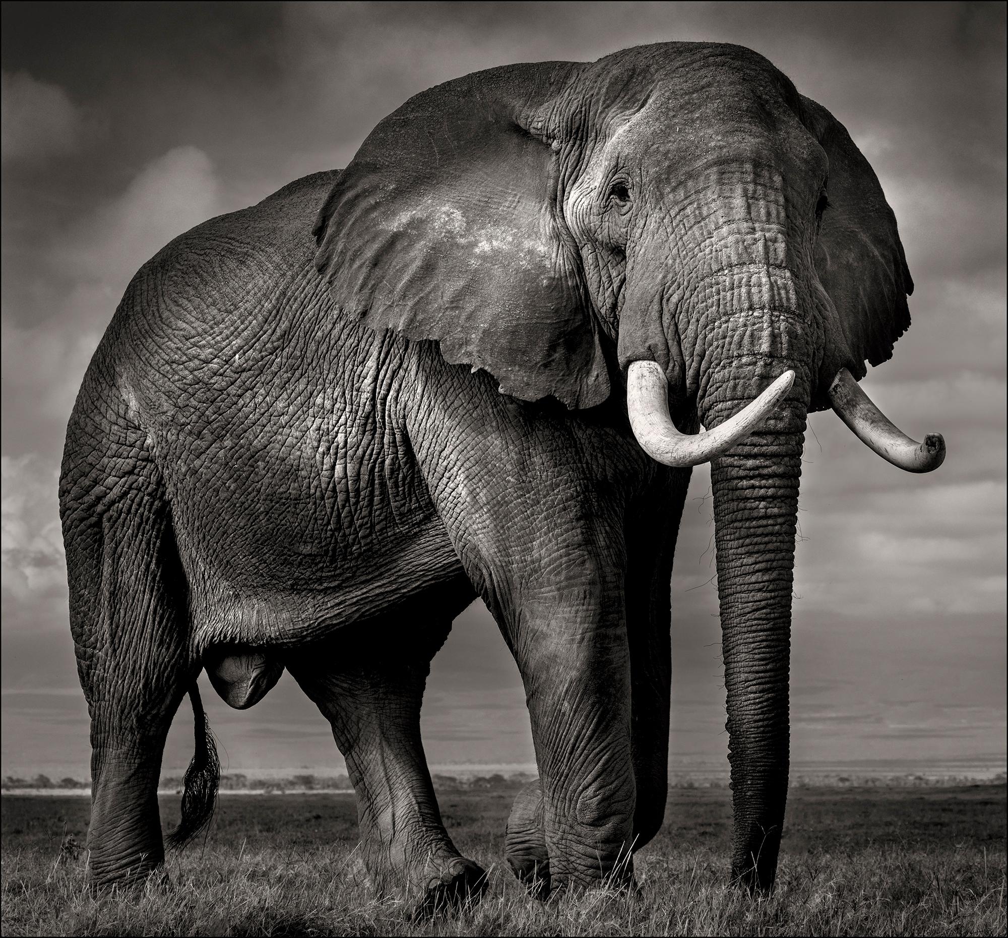 Joachim Schmeisser Landscape Photograph - Elephant bull in Amboseli, animal, wildlife, black and white photography, africa