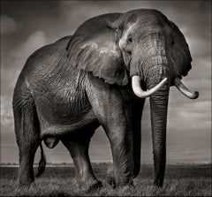 Elephant bull in Amboseli, animal, wildlife, black and white photography, africa