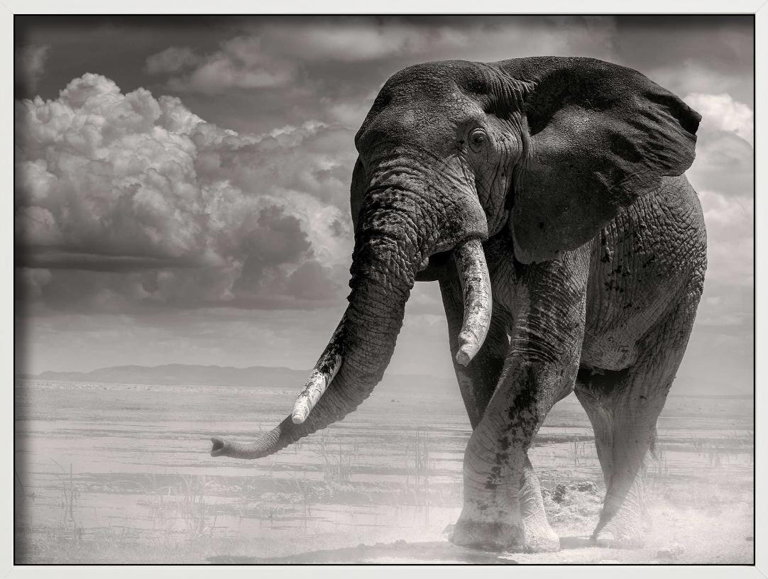 ELEPHANT BULL PRIMO - Coming Out Of The Marsh, Fine Art Photography, 1985 en vente 7