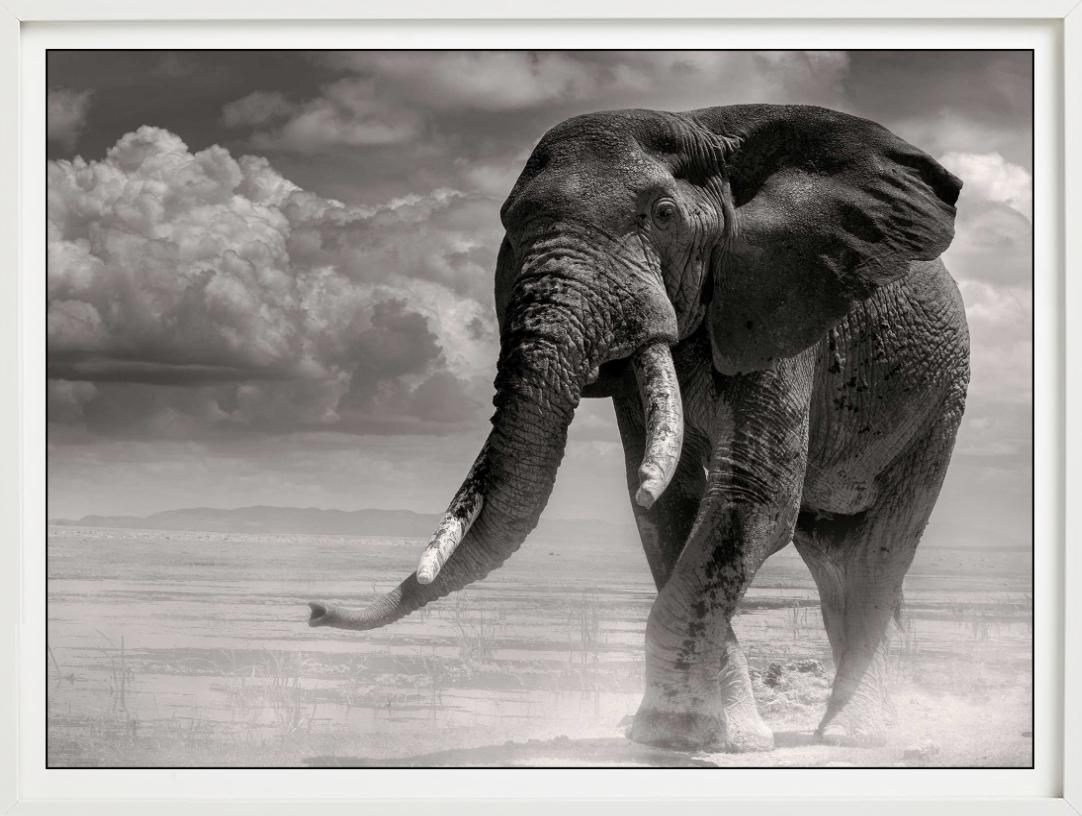 ELEPHANT BULL PRIMO - Coming Out Of The Marsh, Fine Art Photography, 1985 - Gris Black and White Photograph par Joachim Schmeisser