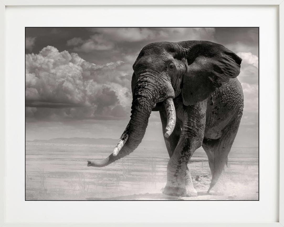 Elephant Bull sortant du marais photographié par Joachim Schmeisser.

Tous les tirages sont en édition limitée. Disponible en plusieurs tailles. Encadrement haut de gamme sur demande. Toutes les impressions sont réalisées et signées par l'artiste.