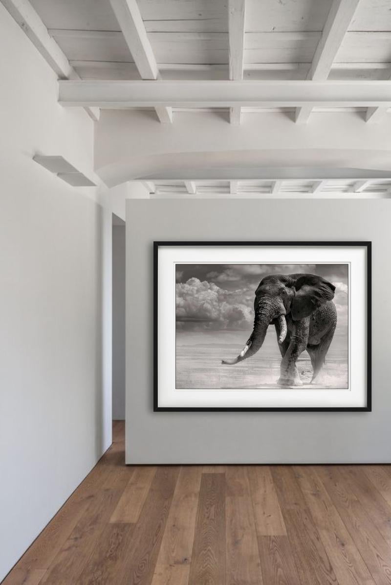 ELEPHANT BULL PRIMO - Coming Out Of The Marsh, Fine Art Photography, 1985 en vente 2