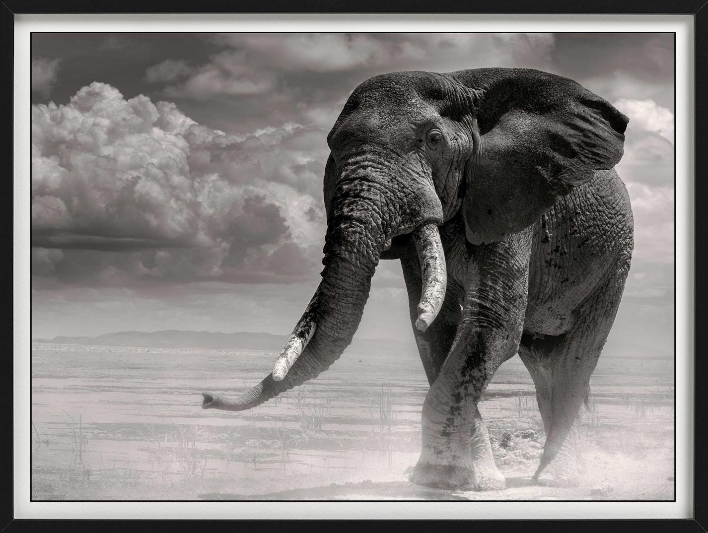 ELEPHANT BULL PRIMO - Coming Out Of The Marsh, Fine Art Photography, 1985 en vente 3