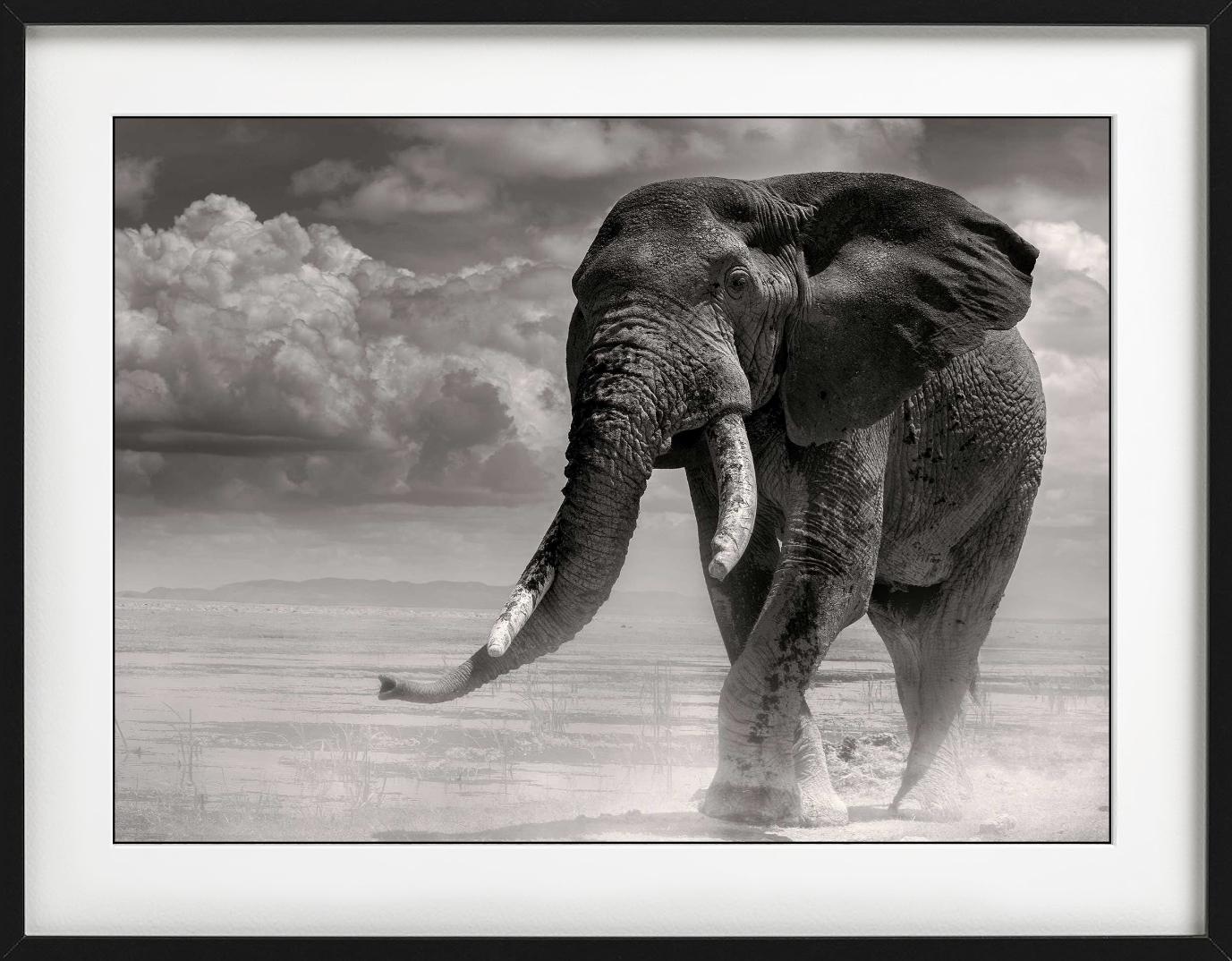 ELEPHANT BULL PRIMO - Coming Out Of The Marsh, Fine Art Photography, 1985 en vente 4