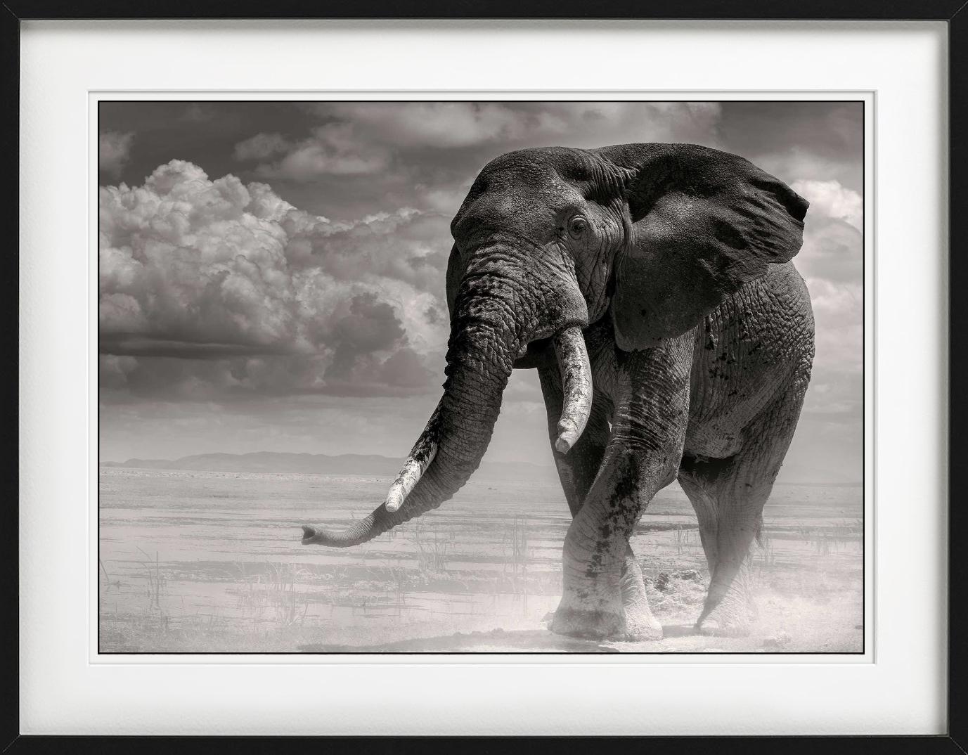 ELEPHANT BULL PRIMO - Coming Out Of The Marsh, Fine Art Photography, 1985 en vente 5