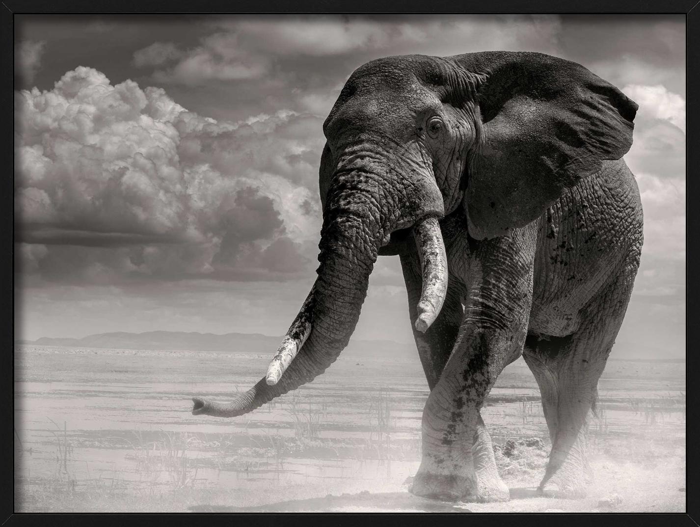 ELEPHANT BULL PRIMO - Coming Out Of The Marsh, Fine Art Photography, 1985 en vente 6