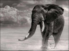 ELEPHANT BULL PRIMO - Coming Out Of The Marsh, Fine Art Photography, 1985