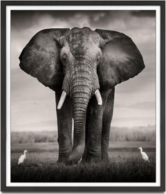 Elephant Bull with two birds, animal, wildlife, black and white photography