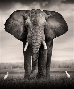 Éléphant avec deux oiseaux, photographie d'animal, en noir et blanc, Afrique