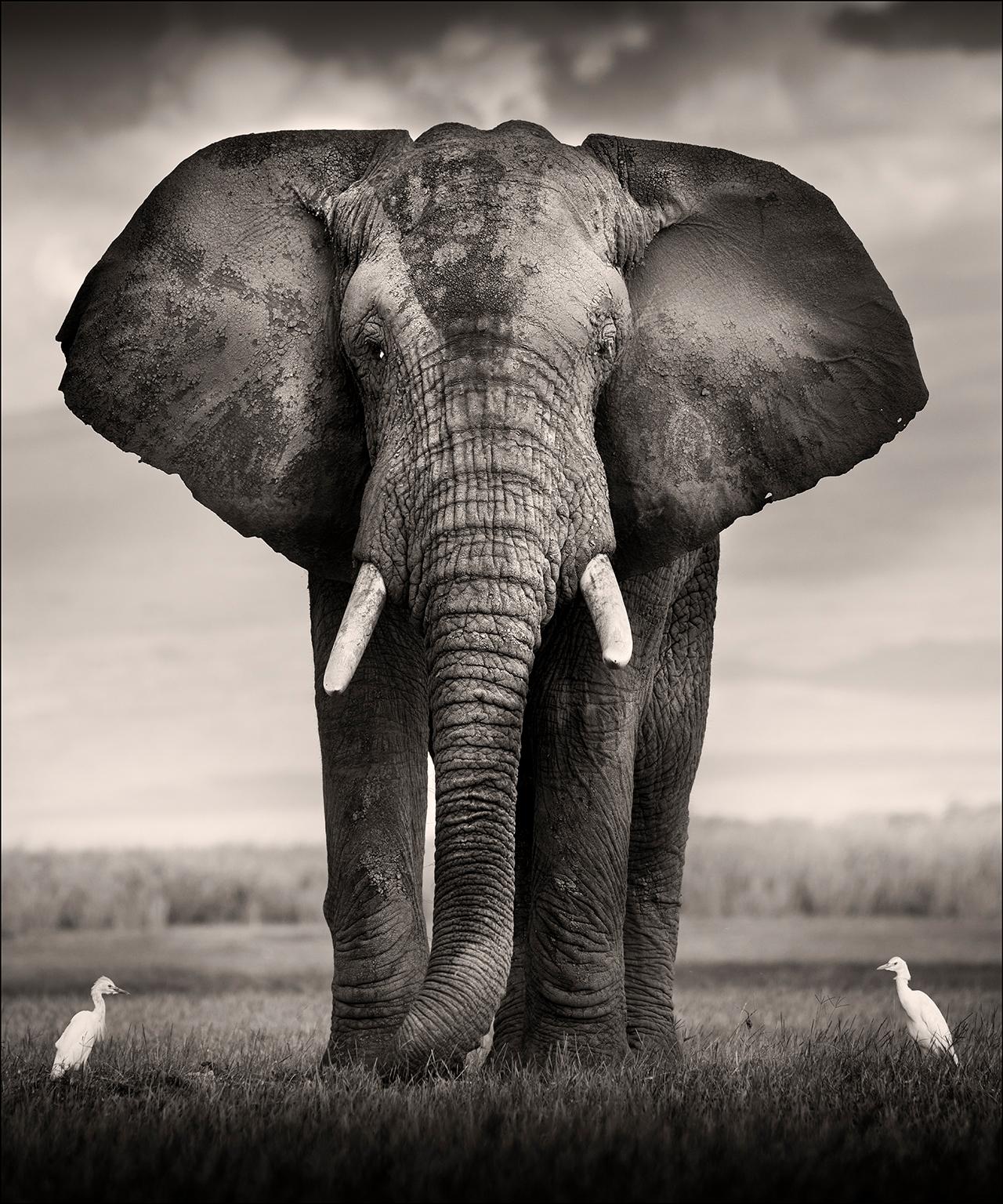 Joachim Schmeisser Black and White Photograph - Elephant Bull with two birds, animal, wildlife, black and white photography