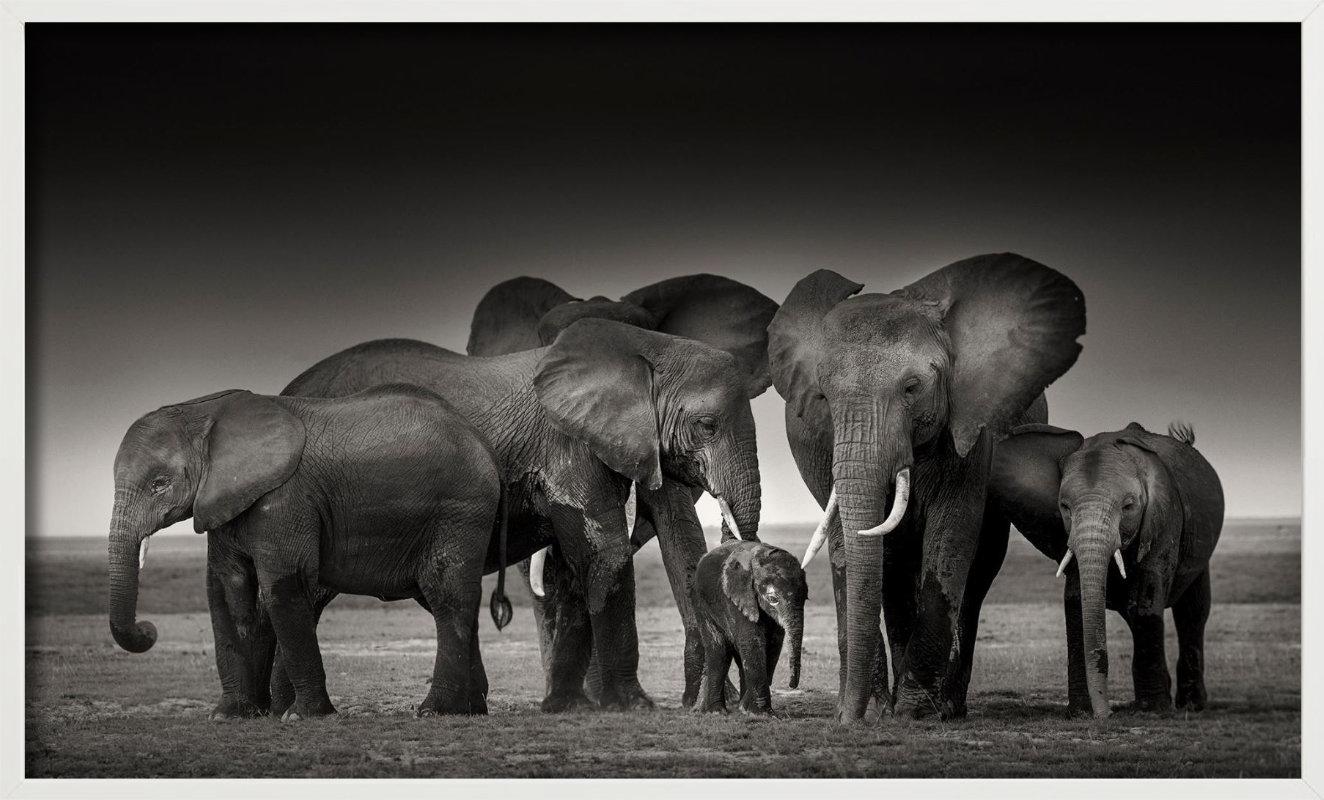 ELEPHANT FAMILY - Amboseli, Fine Art Photography - Black Figurative Photograph by Joachim Schmeisser