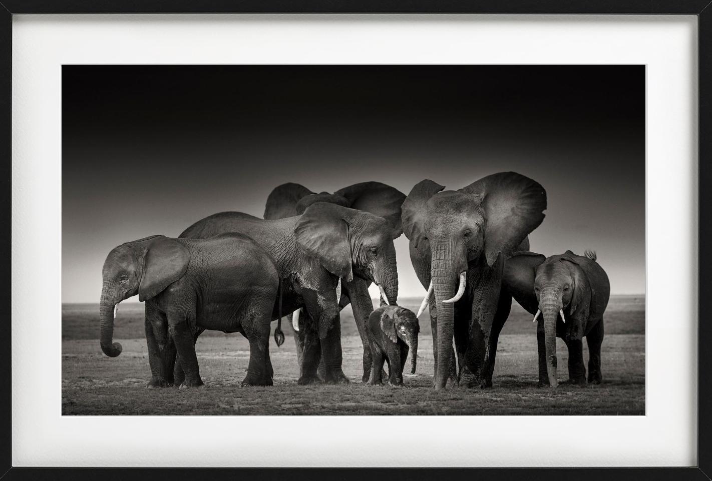 ELEPHANT FAMILY - Amboseli, Fine Art Photography For Sale 3