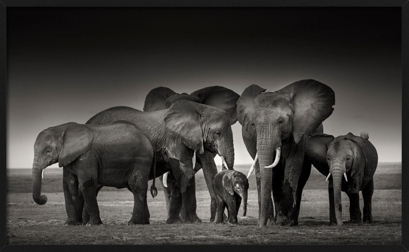 ELEPHANT FAMILY - Amboseli, Fine Art Photography For Sale 4