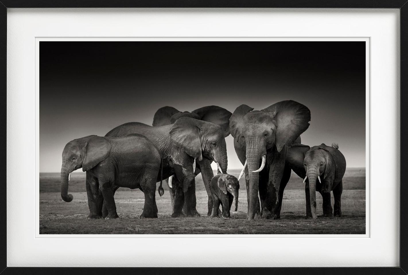 ELEPHANT FAMILY - Amboseli, Fine Art Photography For Sale 5