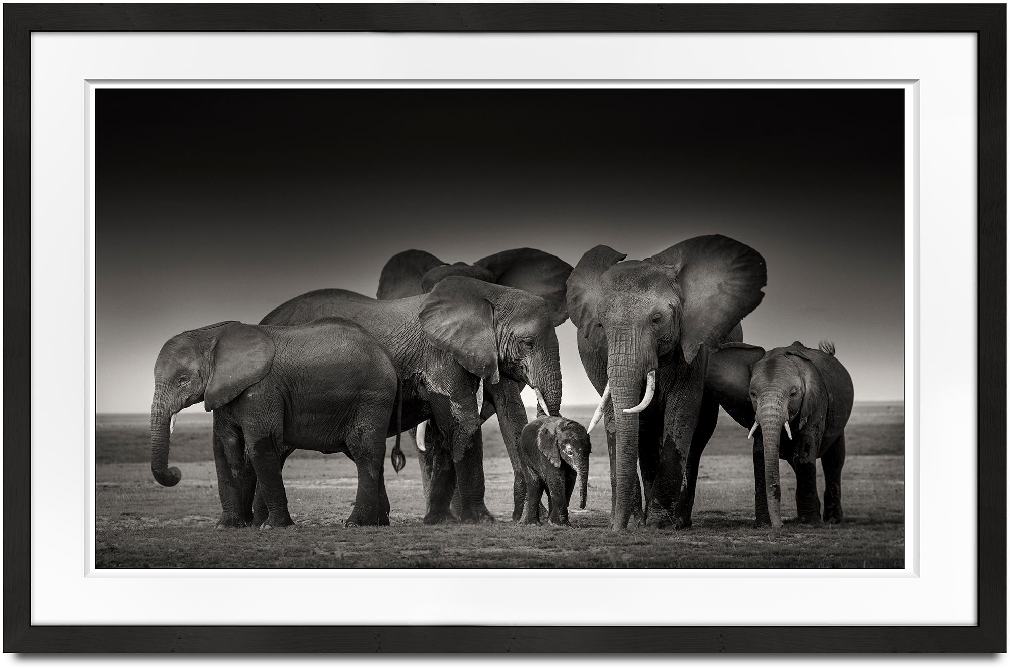 Elephant family in Amboseli, Africa, contemporary, wildlife
