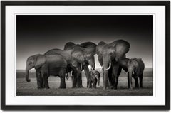 Elephant family in Amboseli, Africa, contemporary, wildlife