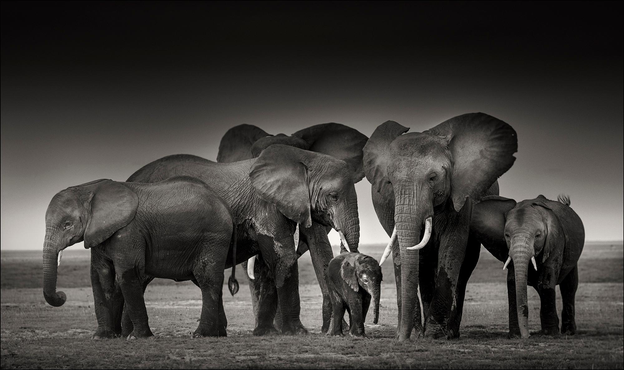 Joachim Schmeisser Black and White Photograph - Elephant family in Amboseli, animal, wildlife, black and white photography