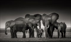 Elefantenfamilie in Amboseli, Tier, Tierwelt, Schwarz-Weiß-Fotografie