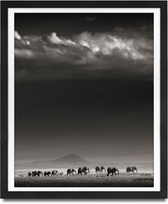 Elephant Family in front of Kilimanjaro, animal, black and white photography