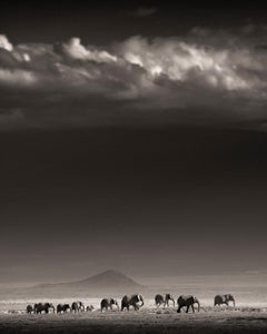 Elephant Family in front of Kilimanjaro, animal, black and white photography
