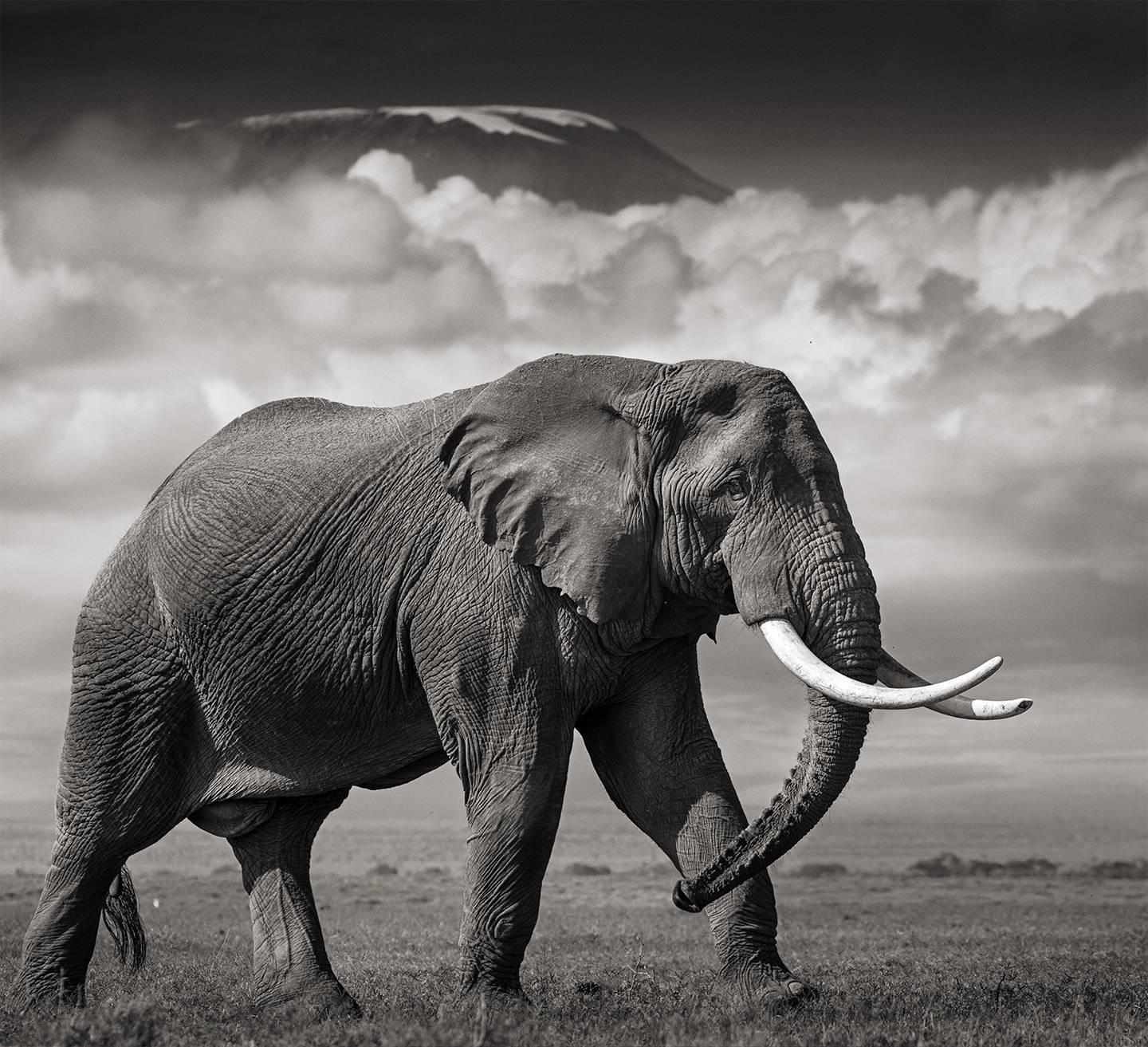 Joachim Schmeisser Black and White Photograph - Elephant in front of Killimanjaro
