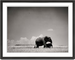 Madre e vitello di elefante, animali, fauna selvatica, fotografia in bianco e nero, Africa