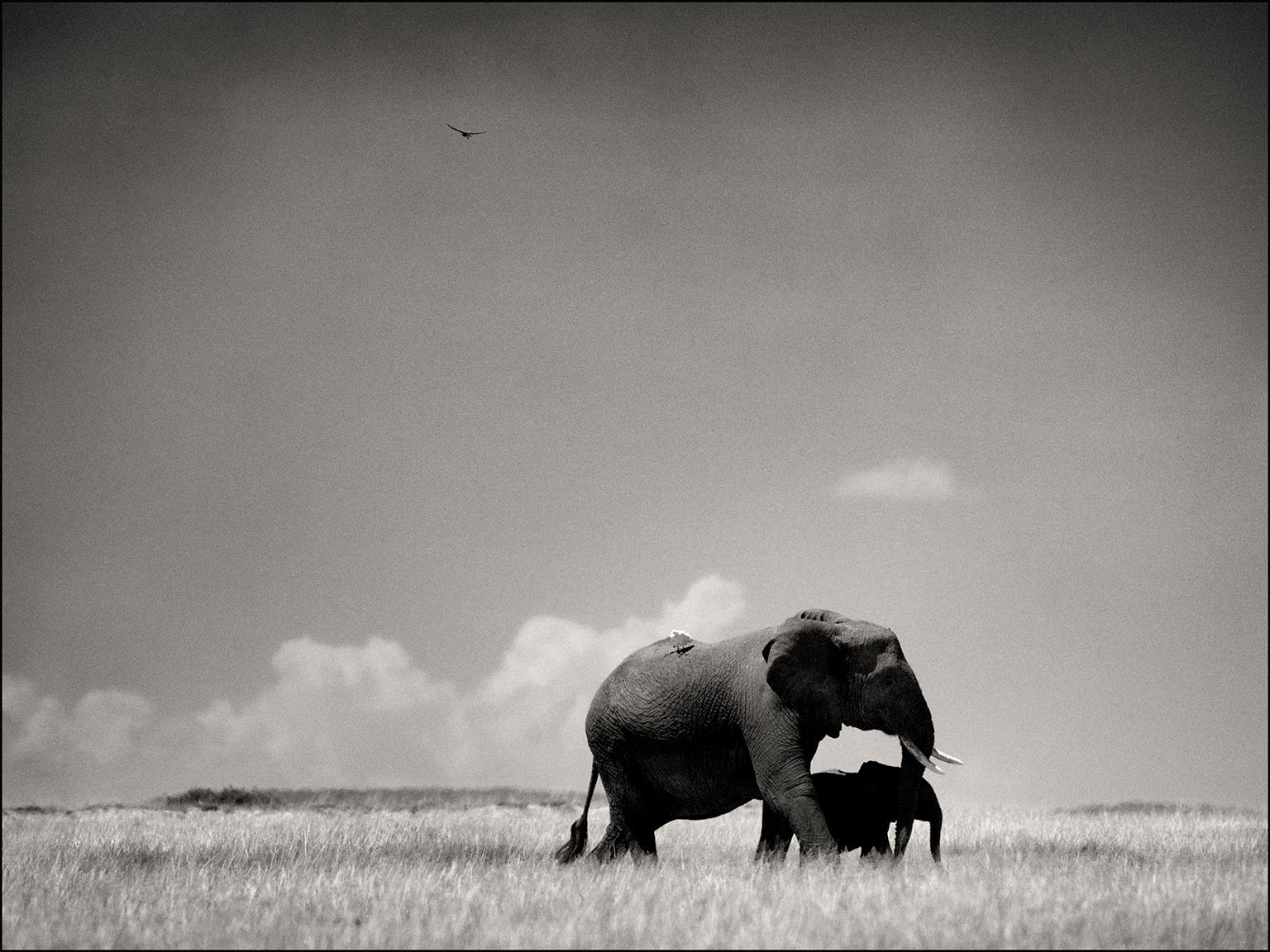 Joachim Schmeisser Black and White Photograph - Elephant mother and calf, animal, wildlife, black and white photography, africa