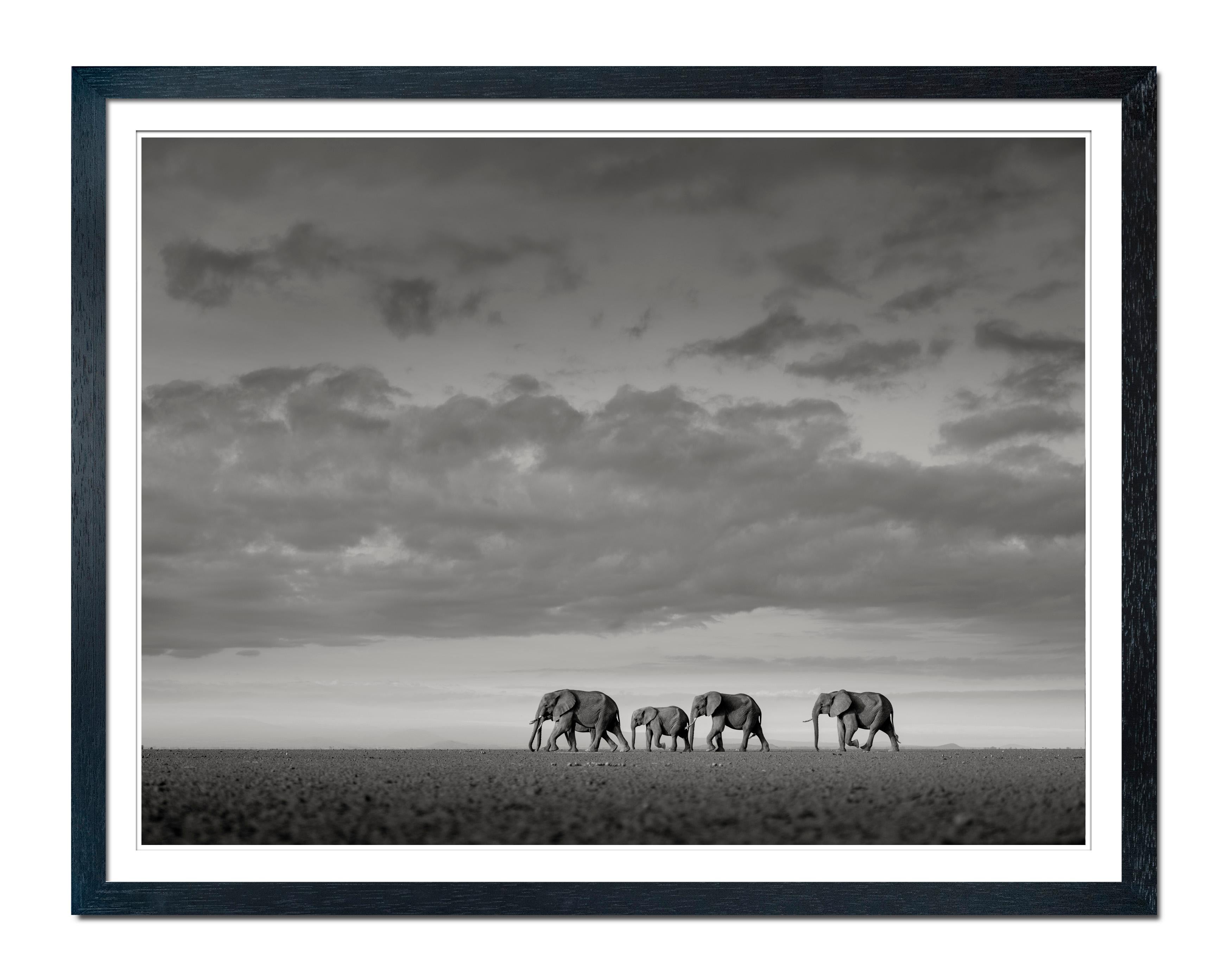Elephants crossing, animal, wildlife, black and white photography, africa - Photograph by Joachim Schmeisser
