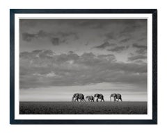 Elephants crossing, animal, wildlife, black and white photography, africa