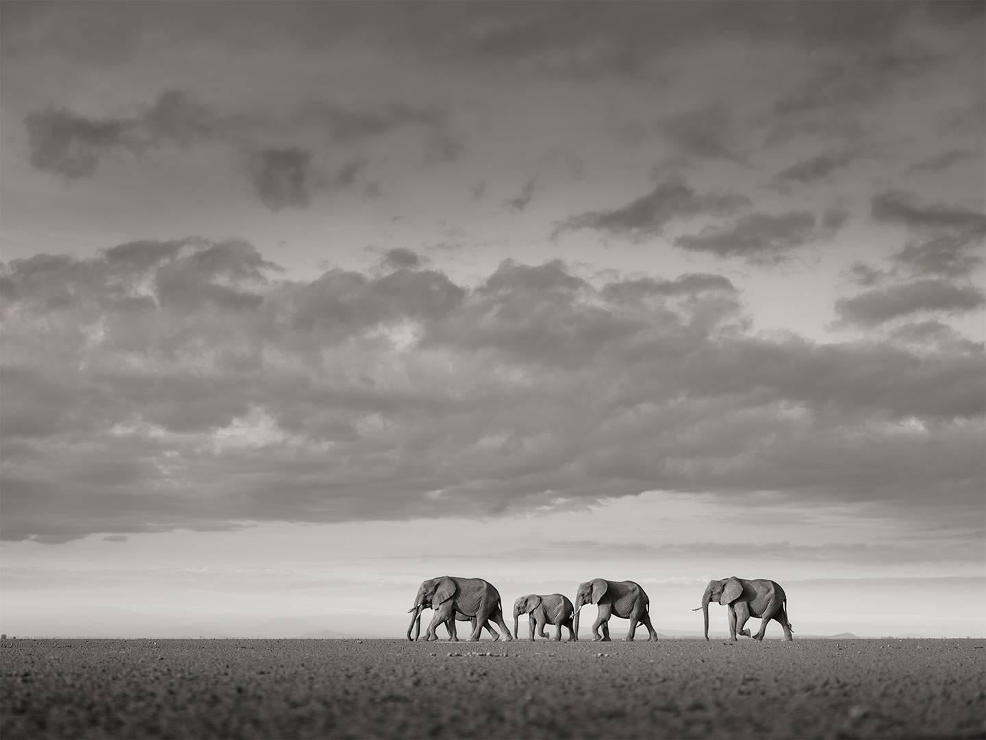 Joachim Schmeisser Landscape Photograph - Elephants crossing, animal, wildlife, black and white photography, africa