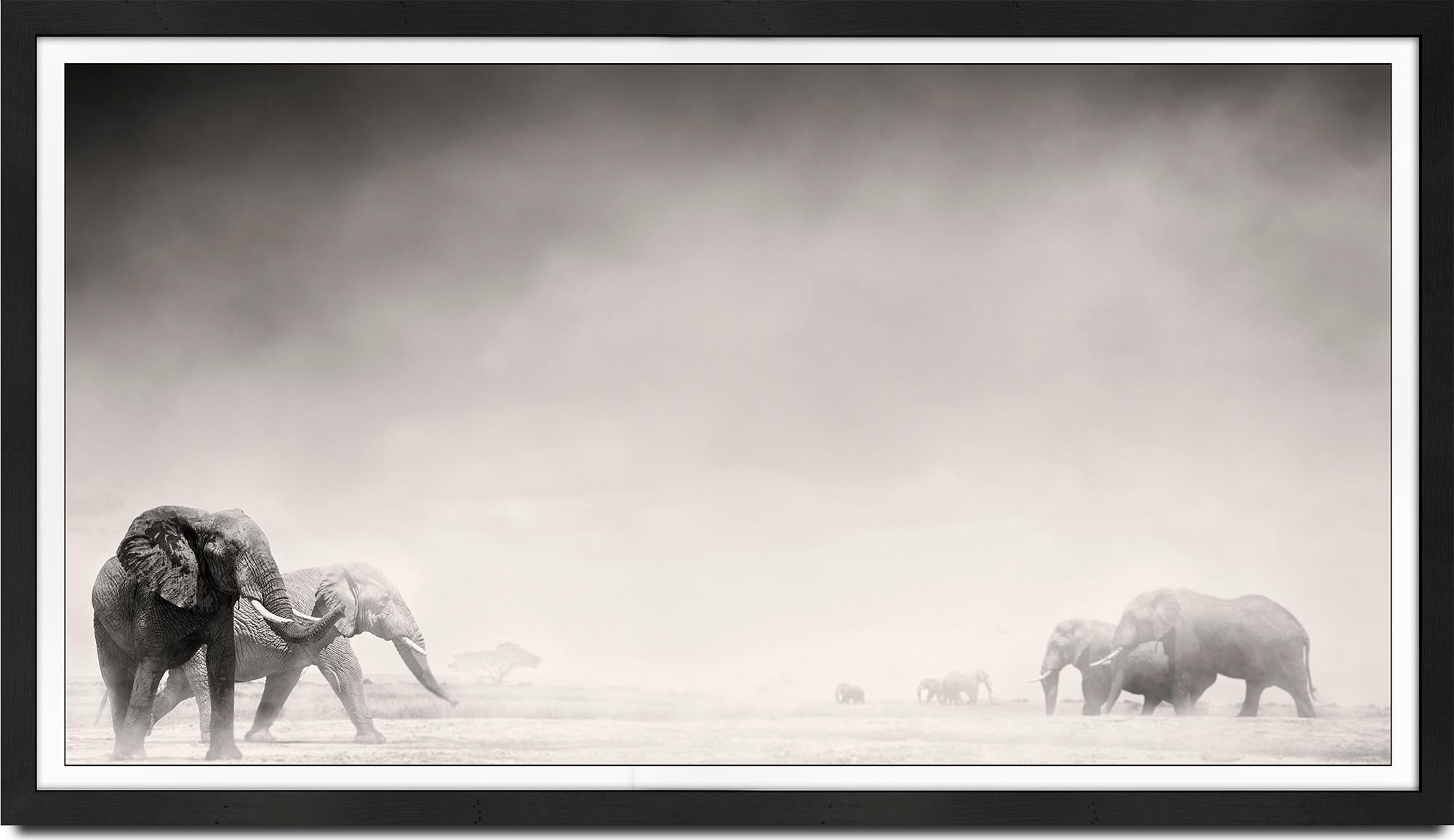 Elephants in the Dust I, Kenya, Elephant, wildlife, b&w photography - Photograph by Joachim Schmeisser