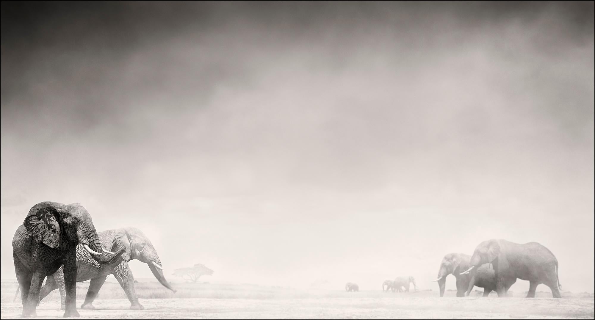 Joachim Schmeisser Landscape Photograph - Elephants in the Dust I, Kenya, Elephant, wildlife, b&w photography