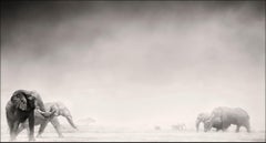 Elephants in the Dust I, Kenya, Elephant, wildlife, b&w photography