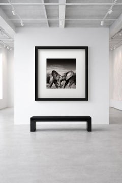 Elephants - Portrait Of An Elephant Couple, Fine Art Photography
