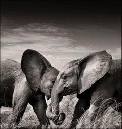 Elephants - Portrait Of An Elephant Couple, Fine Art Photography