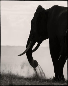 Memory Eternity #1, Kenya 2019, Elefant, Wildtiere, Platin