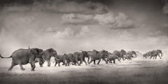 Fleeing the storm - elephants in the dessert running away from a storm