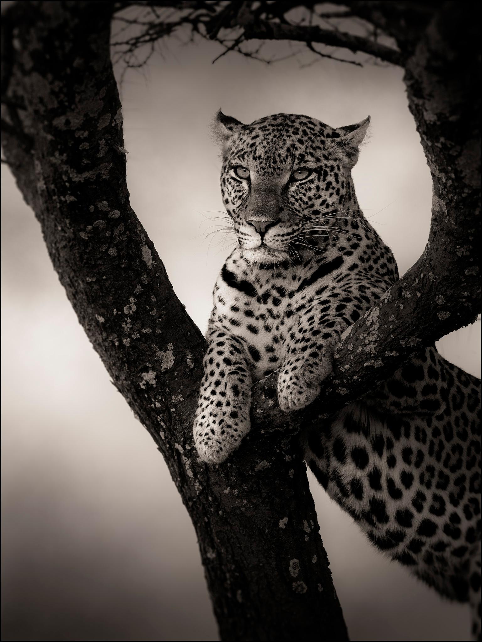 Front row, contemporary, wildlife, black & white photography, Leopard