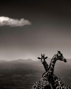 Giraffe Couple, Kenya 2019, contemporary, wildlife, b&w photography