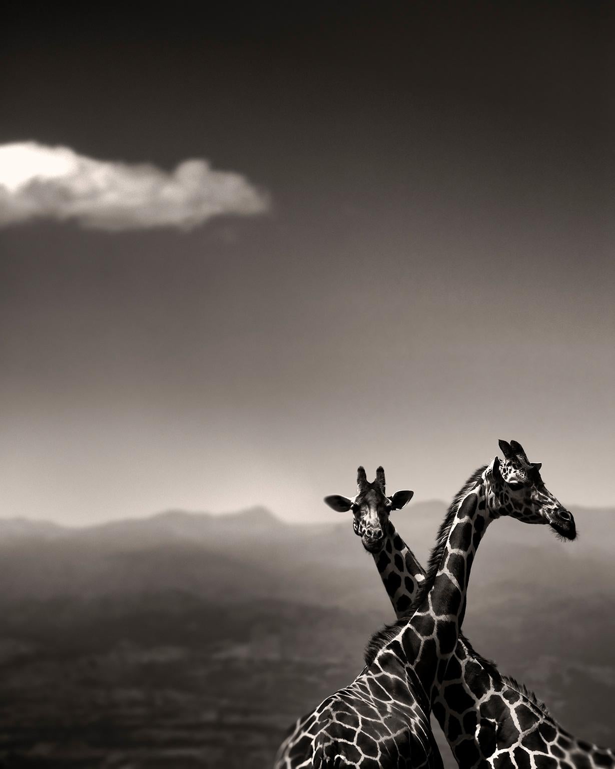 Joachim Schmeisser Landscape Photograph - Giraffe Couple, animal, wildlife, black and white photography, africa