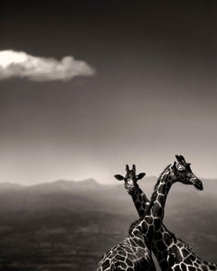 Giraffe Couple, animal, wildlife, black and white photography, africa