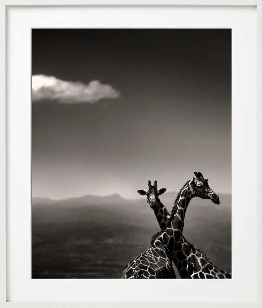 Giraffenpaar – mit Bergen und Wolken, Kunstfotografie, 2019 im Angebot 2