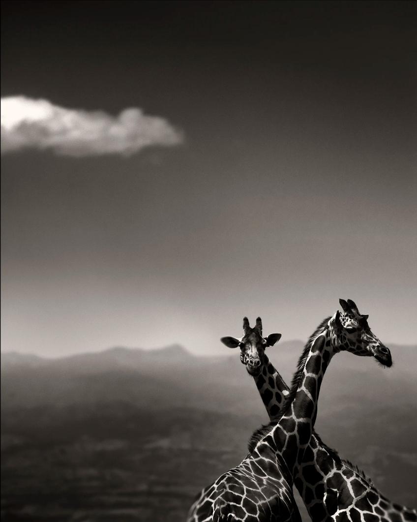 Joachim Schmeisser Black and White Photograph – Giraffenpaar – mit Bergen und Wolken, Kunstfotografie, 2019